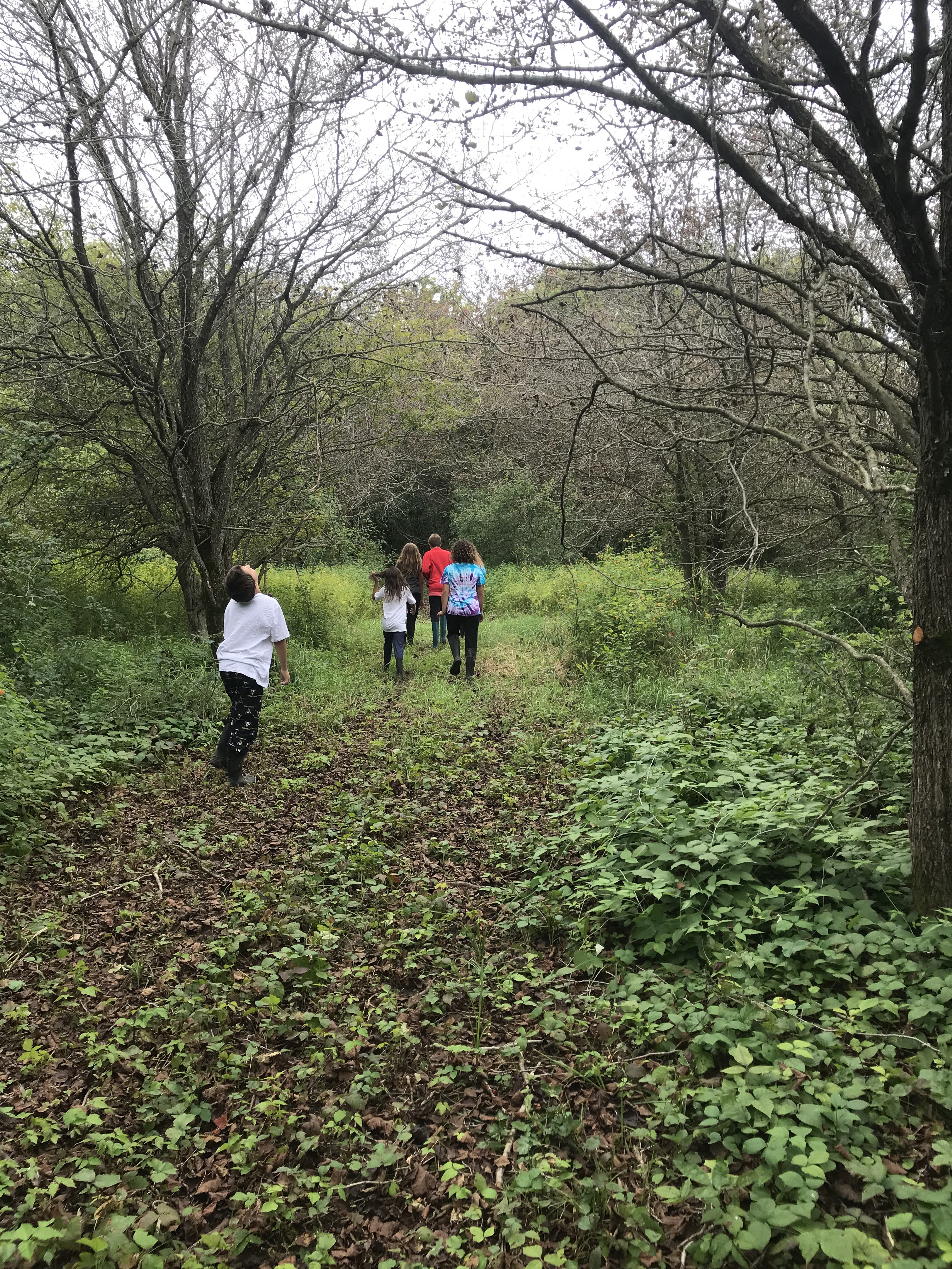 Trail through the woods